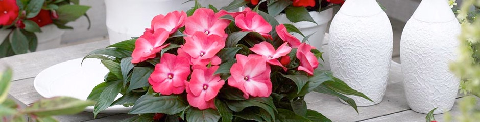 Hanging Baskets Flowering