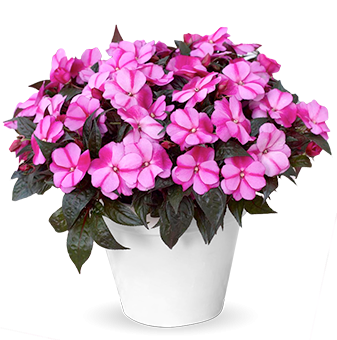 Hanging Baskets Flowering
