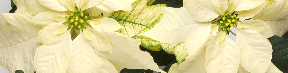Poinsettia